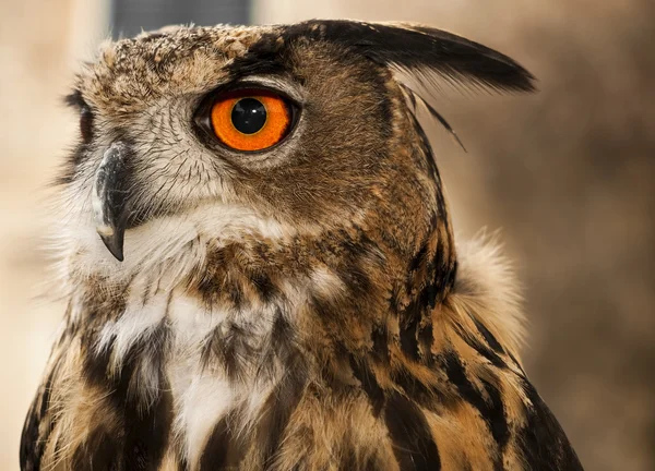 Eagle or Horned Owl — Stock Photo, Image