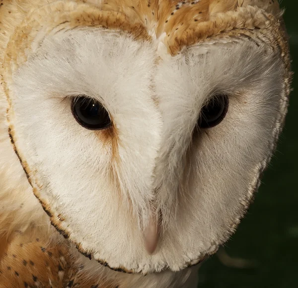 The Barn Owl Royalty Free Stock Images
