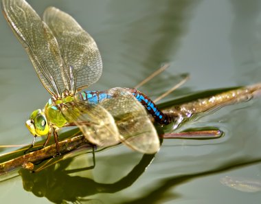 anax junius veya yeşil darner