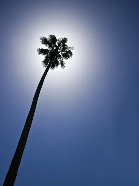 stock image Palm Tree Silhouette