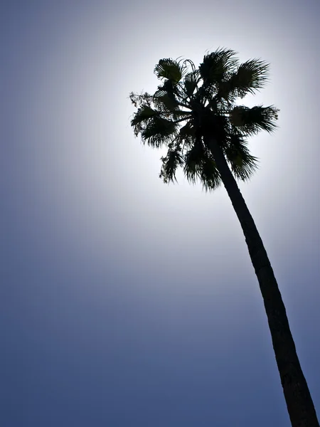 stock image Palm Tree Silhouette