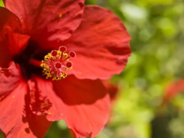 Red Tropical Hibiscus — Stock Photo, Image