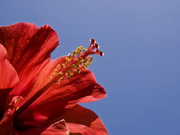赤い熱帯ハイビスカス — ストック写真