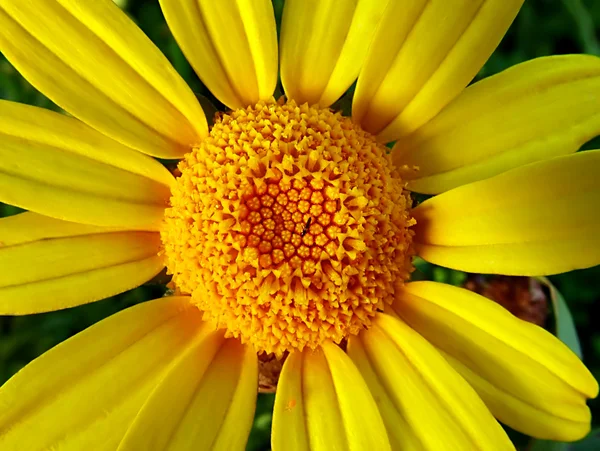 Çiçek böcek — Stok fotoğraf