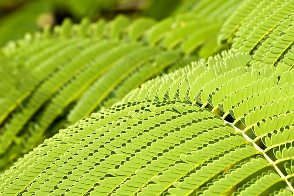 Stock image Leaf Landscape