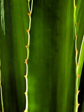 Aloe soyut