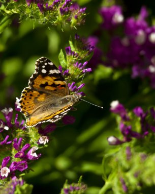 Cynthia Cardui