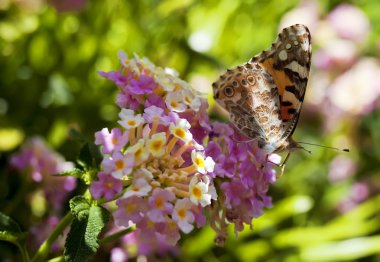 Cynthia Cardui