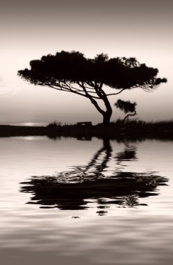 Tranquility at Water's Edge clipart