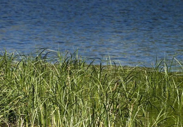 Gras im Sumpf — Stockfoto
