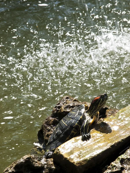 淡水龟 — 图库照片