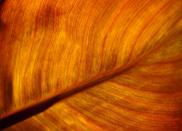 Golden Leaf — Stockfoto