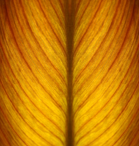 Leaf abstrakt — Stockfoto