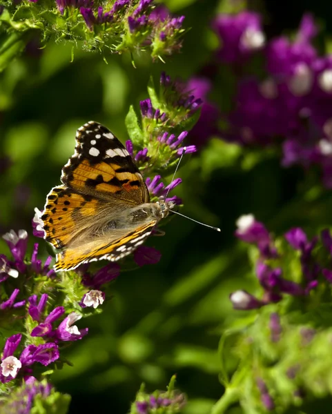 stock image Cynthia Cardui