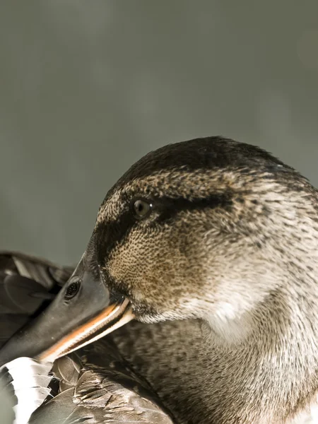 Ördek portre — Stok fotoğraf