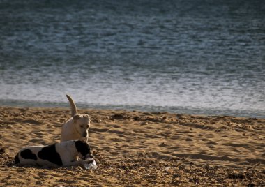 Kumsaldaki köpekler.