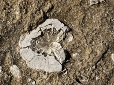 Fossilized Sea Urchin clipart