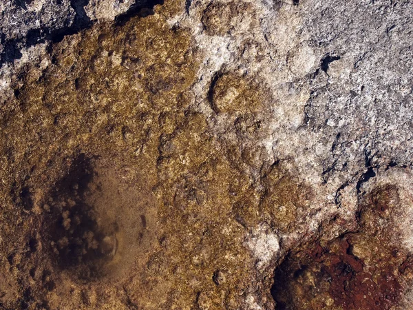 Texture de roches de bord de mer — Photo