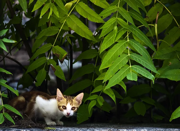 Çekingen yavru kedi — Stok fotoğraf