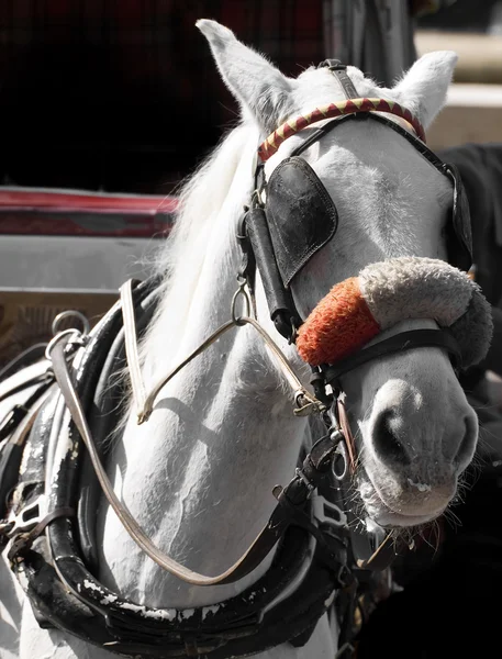 Перевезення кінь — стокове фото