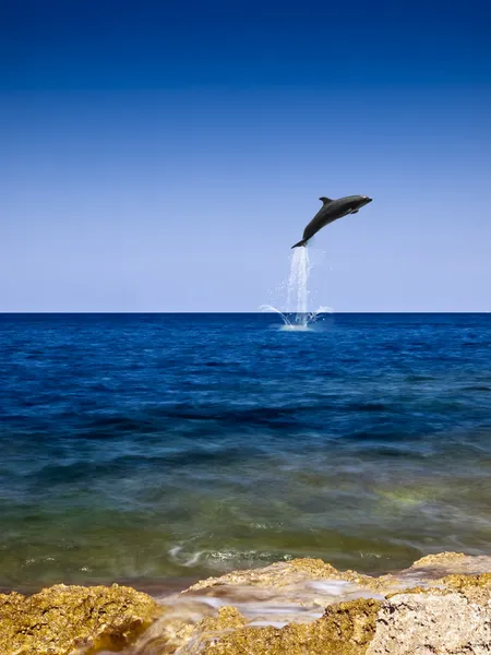 Flug des Delfins — Stockfoto