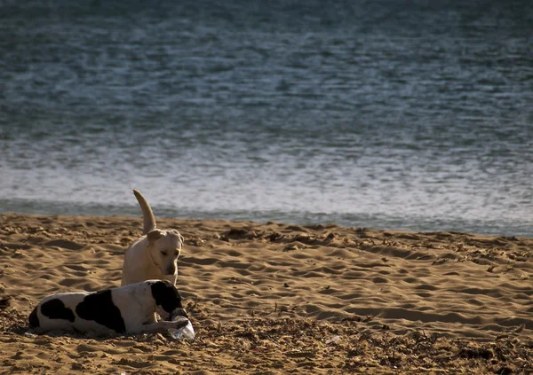 stock image Dogs at the Beach