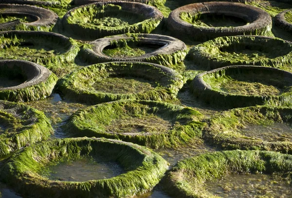 Cauciuc și alge — Fotografie, imagine de stoc