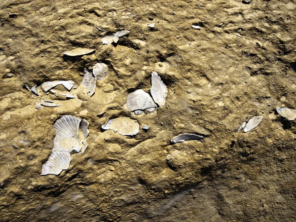 Απολιθωμένα θαλασσινών κοχυλιών — Φωτογραφία Αρχείου
