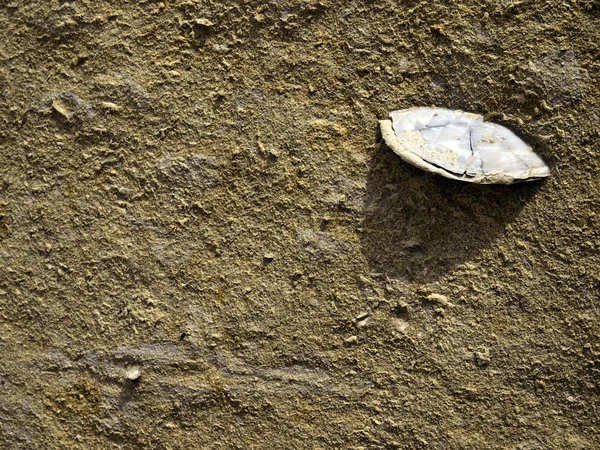 Fosilleşmiş deniz kabuğu — Stok fotoğraf
