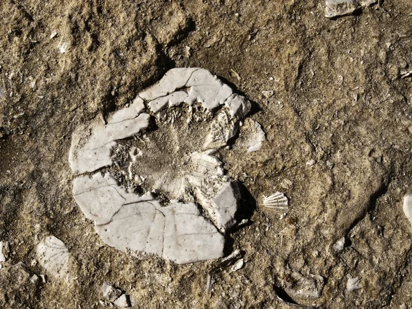 Oursin de mer fossilisé — Photo