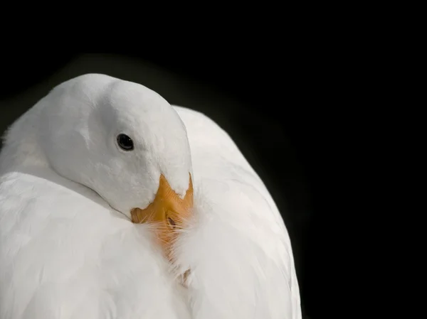 Білий качка — стокове фото