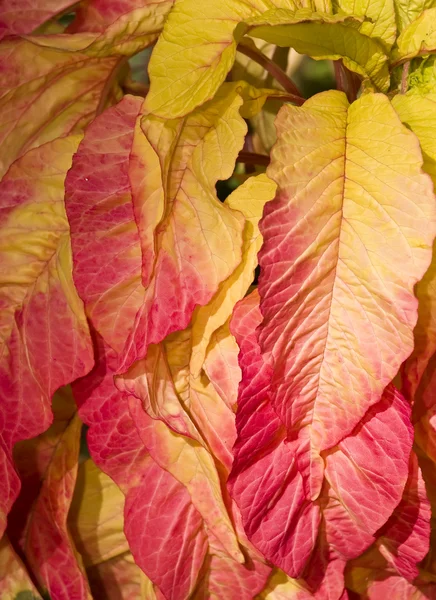 Огненные листья — стоковое фото