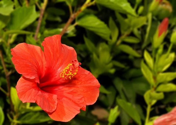 Kırmızı tropikal hibiscus — Stok fotoğraf