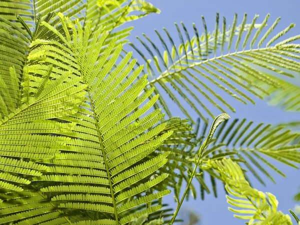 stock image Fern Leaves