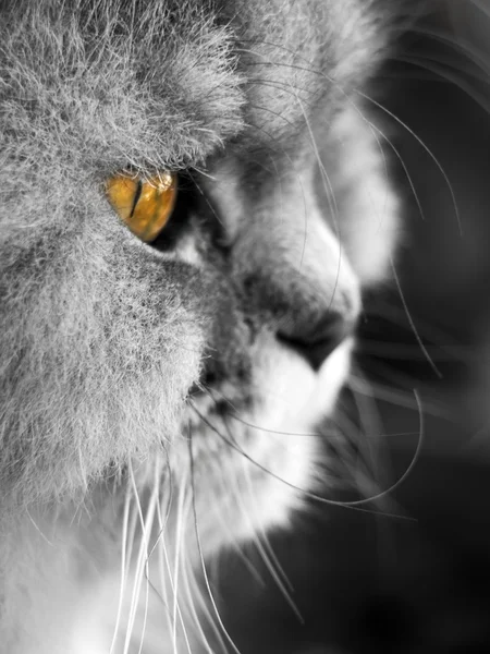 ペルシャ猫 — ストック写真