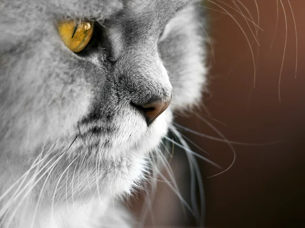 Perzsa macska — Stock Fotó