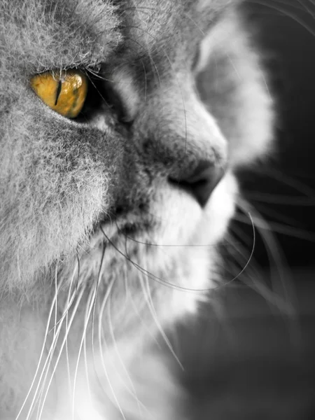 Perská kočka — Stock fotografie