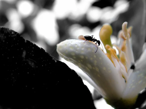 在花上的蚂蚁 — 图库照片