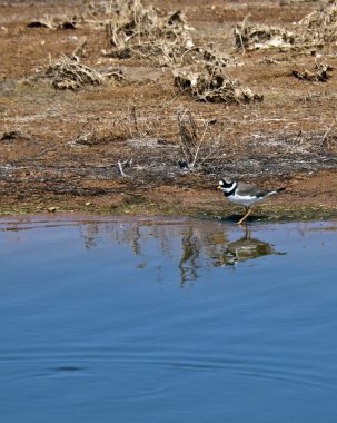 Charadrius Hiaticula