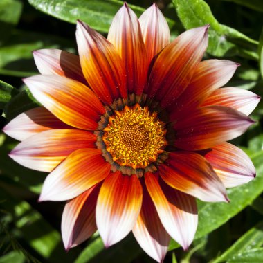 Gazania clipart