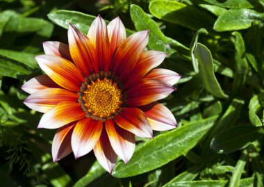 Gazania