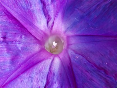 Convolvulus Indica