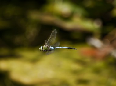 anax Imperator