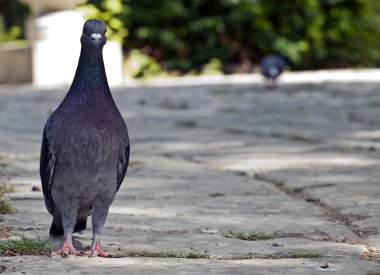 Columba Livia Domestica