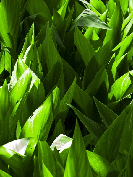 Green Foliage — Stock Photo, Image