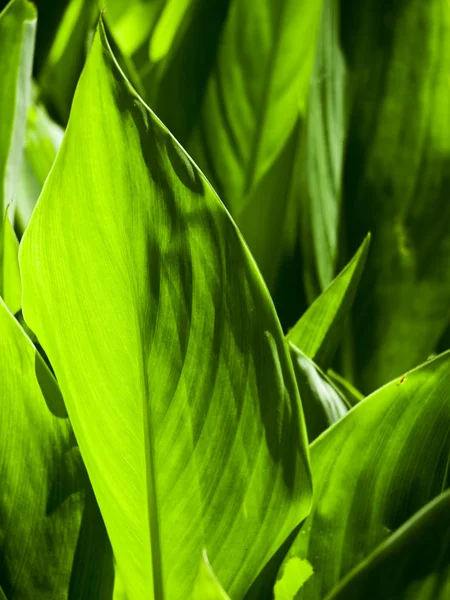 stock image Green Flame