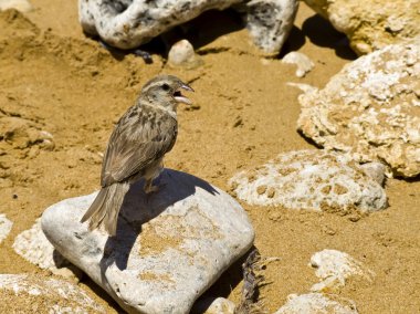 Passer Domesticus