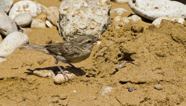 Passer Domesticus