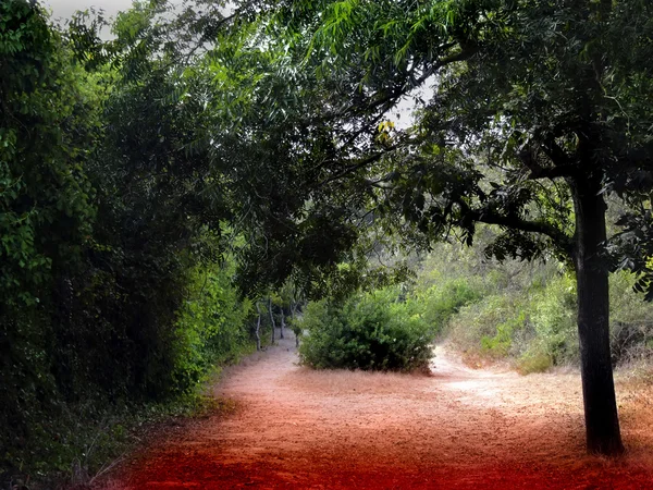 stock image Walk in the Woods