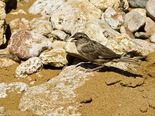 Passer Domesticus